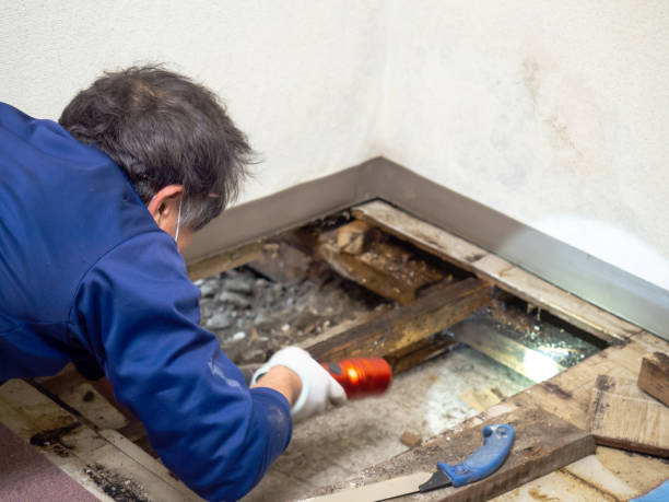 Mold Testing and Removal in Harrisonville, MO