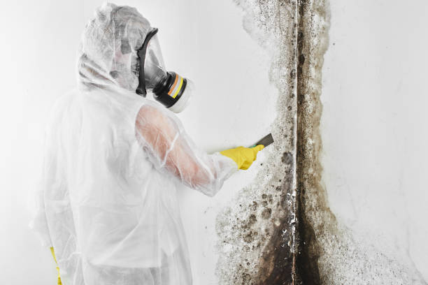 Best Certified Mold Removal  in Harrisonville, MO