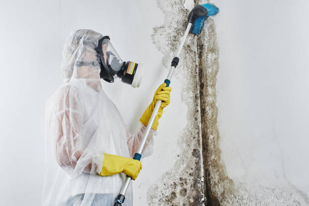 Reliable Harrisonville, MO Mold Removal Solutions