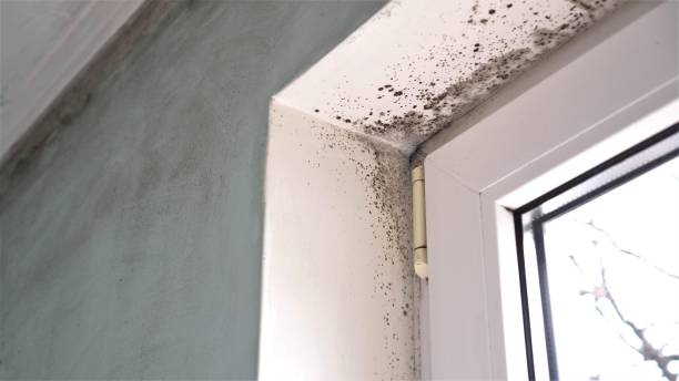 Best Certified Mold Removal  in Harrisonville, MO