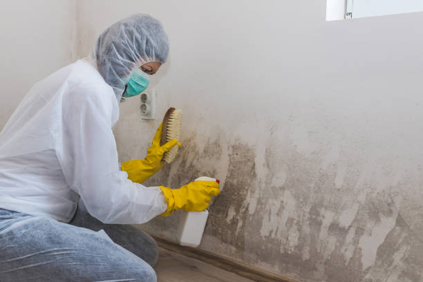 Best Mold Damage Repair  in Harrisonville, MO