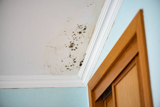 Best Emergency Mold Removal  in Harrisonville, MO