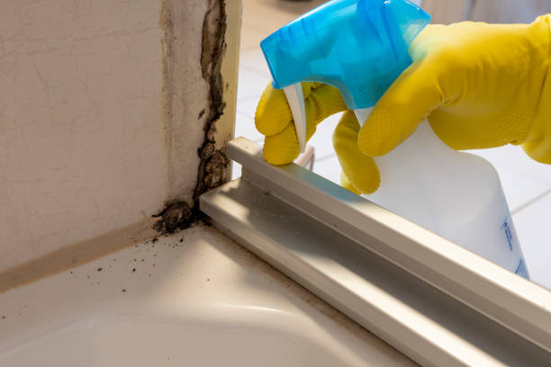Mold Removal and Inspection in Harrisonville, MO