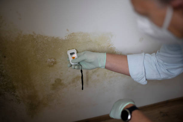 Best Same-Day Mold Removal  in Harrisonville, MO
