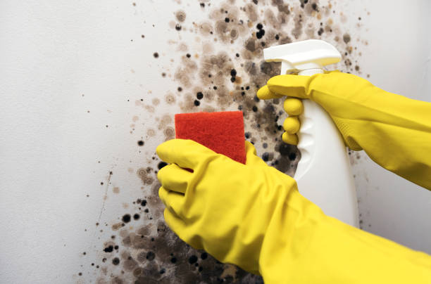 Best Mold Testing and Removal  in Harrisonville, MO