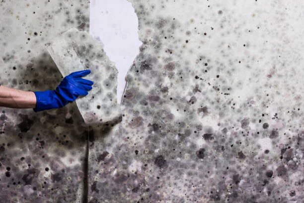 Best Mold Cleaning Services  in Harrisonville, MO