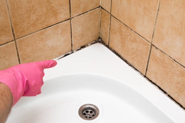 Best Local Mold Removal Service  in Harrisonville, MO